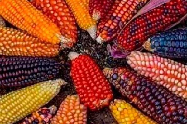 food-tour-lima-maices